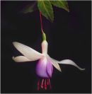 Fushia