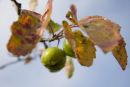 Crab Apples