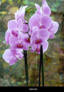 Orchid