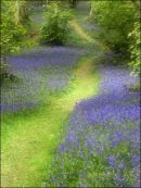 Yoxall Wood