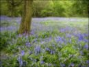 Bluebells