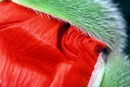 Half Open Poppy