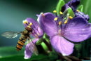 Hover Fly