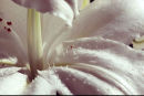 Lily - Study4