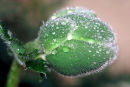 Poppy Bud