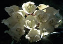 White Flowers