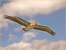 Brown Pelican in Flight Max Sunderland (Applied Class) 3rd