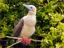Red Footed Booby Max Sunderland (Applied Class) Highly Comm.