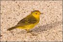 Male Yellow Warbler Max Sunderland (Applied Class) Highly Comm.
