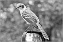 Mocking Bird Max Sunderland (Applied Class) Highly Comm.