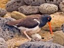 Oystercatcher with Eggs Max Sunderland 3rd=