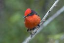 Vermilion Flycatcher Max Sunderland Highly Comm.