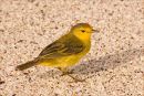 Male Yellow Warbler on Coral Beach Max Sunderland 1st
