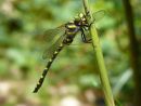 Golden Ringed Dragonfly Philip Dean (Applied Class) Highly Comm.