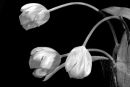 Tulips Annette Miller Highly Comm.