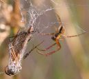 Male Metellina segmenta & prey Annette Miller 2nd 