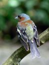 Chaffinch Philip Dean (Applied Class) 3rd=