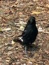 Curious Currawong Jim Strom Comm.