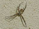 Female Spider, Argiope bruennichi Michael Newton 1st