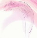 Calla Lily Alisa Yates Comm.
