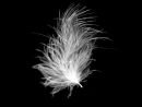 Feather Alisa Yates Comm.