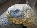 Geochelone Elephantopus Portrait Max Sunderland 2nd
