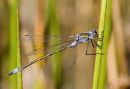 Male Emerald Damselfly (Lestes sponsa) Annette Miller 1st