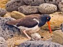 Oyster catcher with Eggs Max Sunderland (Applied Class) 1st