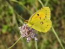 Pale Clouded Yellow Michael Newton 3rd
