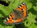 Small Tortoiseshell Butterfly Michael Newton (Applied Class) 2nd