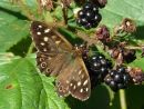 Speckled Wood Butterfly Philip Dean (Applied Class) Cert. of Merit