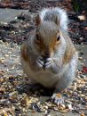 Squirrel Nutkin Jim Strom Highly Comm.