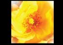 Sunshine Yellow Alisa Yates Highly Comm.