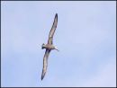 Waved Albatross Max Sunderland Comm.