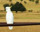 Station cockatoo