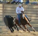 Campdrafting, Australia