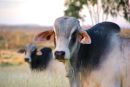Brahman cattle