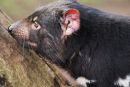 Tasmanian devil