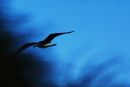 Sea Bird, Tasmania