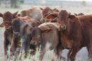 Droughtmaster cattle