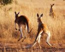 Kangaroos