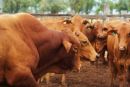 Droughtmaster cattle
