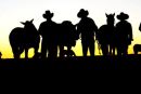 Drovers, Great Australian Outback Cattle Drive