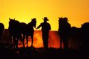 Anna Creek Station, SA - Great Australian Outback Cattle Drive