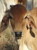 Red Brahman