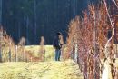 Grapevines at Bruny Island - Australia's most southern vineyard