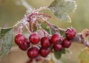 Crabapples in frost