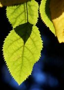 Leaves in the light