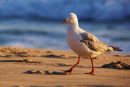 Seagull, Palm Beach, Gold Coast