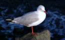 Seagull, Palm Beach